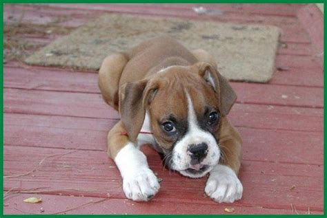 Find Puppies and Breeders near Wilmington, NC and helpful information. . Dogs for sale in nc